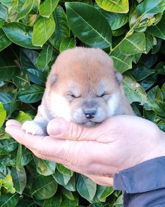 Stupendi cuccioli di Shiba