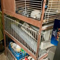 Gabbia galline o conigli