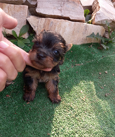 Yorkshire maschietti e femminucce taglia mini Toy