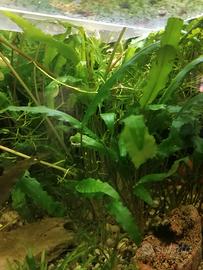 Cryptocoryne wendtii alta 25 /30 CM