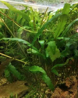 Cryptocoryne wendtii alta 25 /30 CM