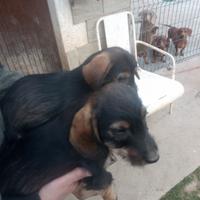 Bassotti tedeschi nani pelo duro