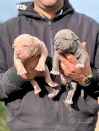 American pitbull terrier