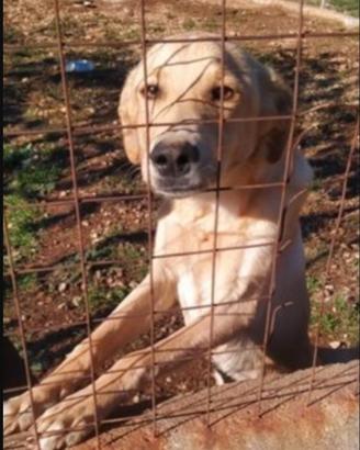 Speck quasi 2anni dal recinto al canile.SUD