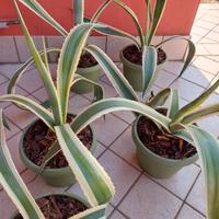 agave variegata 