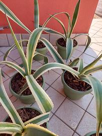 agave variegata 