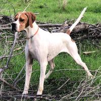 Pointer pedigree super