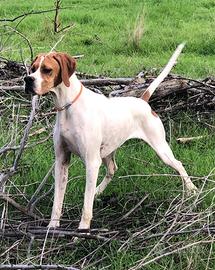 Pointer pedigree super