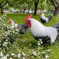 Polli razza Beaekel nana