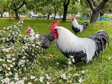 Polli razza Beaekel nana