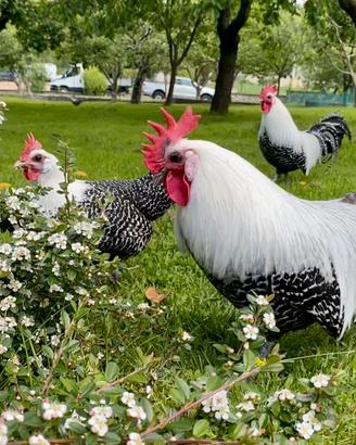 Polli razza Beaekel nana