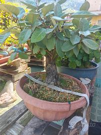 pre Bonsai