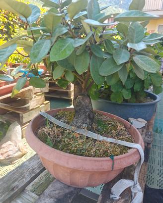 pre Bonsai
