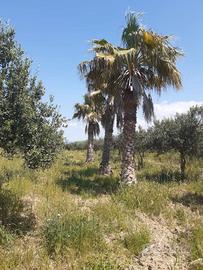 Palme washingtonia cocus cycas camerops