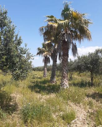 Palme washingtonia cocus cycas camerops