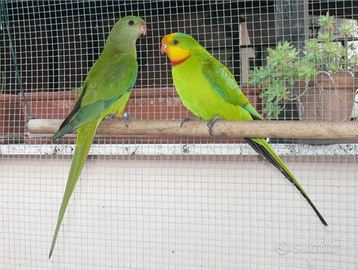 Parrocchetto di barraband