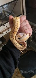 Pitone Reale MORPH Lemonblast