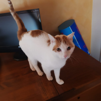 Gatti coppia