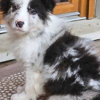 Border collie cucciolo pedigree