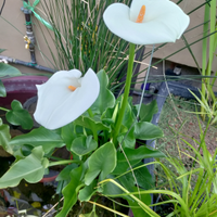 Calla per laghetto o giardino