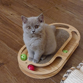 Cuccioli British Shorthair