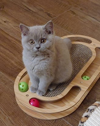 Cuccioli British Shorthair