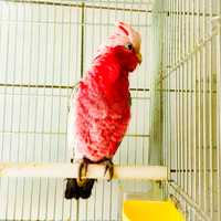 Cacatua rosa allevata a mano