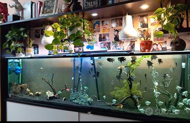 Acquario 400 litri