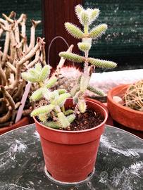 Delosperma echinatum (cuscino di aghi) (3° esempl)