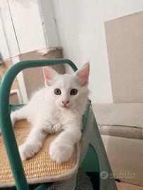 Maine coon
