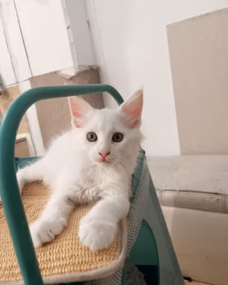 Maine coon