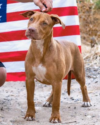 Pitbull UKC