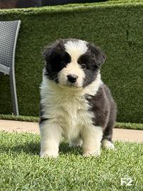 Border collie f