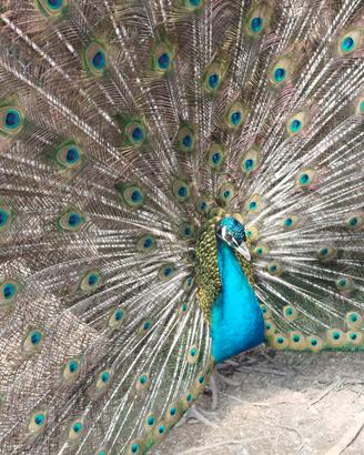 pavoni comuni  blu