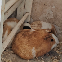 Cavie peruviane porcellini d'india