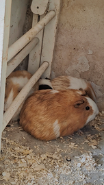 Cavie peruviane porcellini d'india