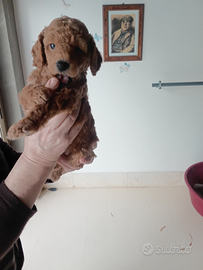 Cucciolo di barboncino nano color albicocca