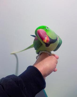 Pappagallo
