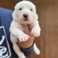 Cuccioli Alabay turkmeni selezione caratteriale