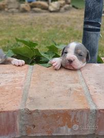 Pitbull tricolor