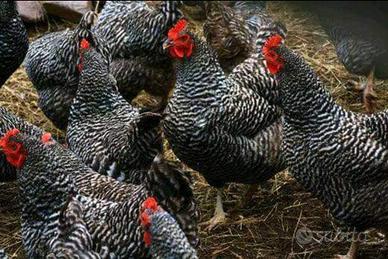 Barred rock ovaiole allevati a terra