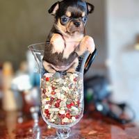 Cuccioli di chihuahua con pedigree
