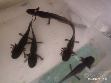Axolotl con regolare CITES