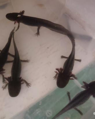Axolotl con regolare CITES