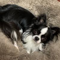 Chihuahua accoppiamento