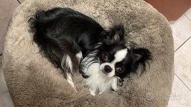 Chihuahua accoppiamento