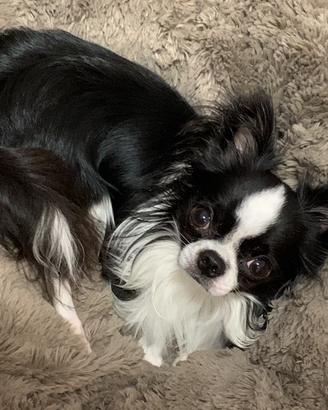 Chihuahua accoppiamento
