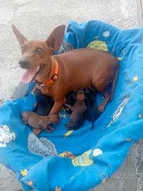 cuccioli  di zwergpinscher vaccinati