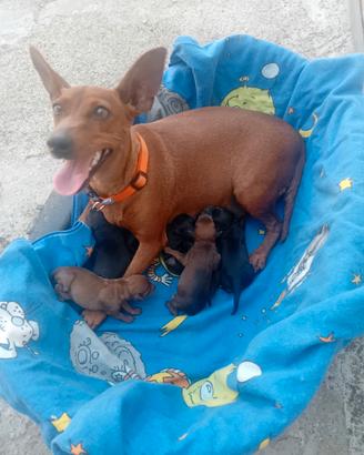 cuccioli  di zwergpinscher vaccinati