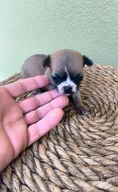 Cuccioli di Chiwawa